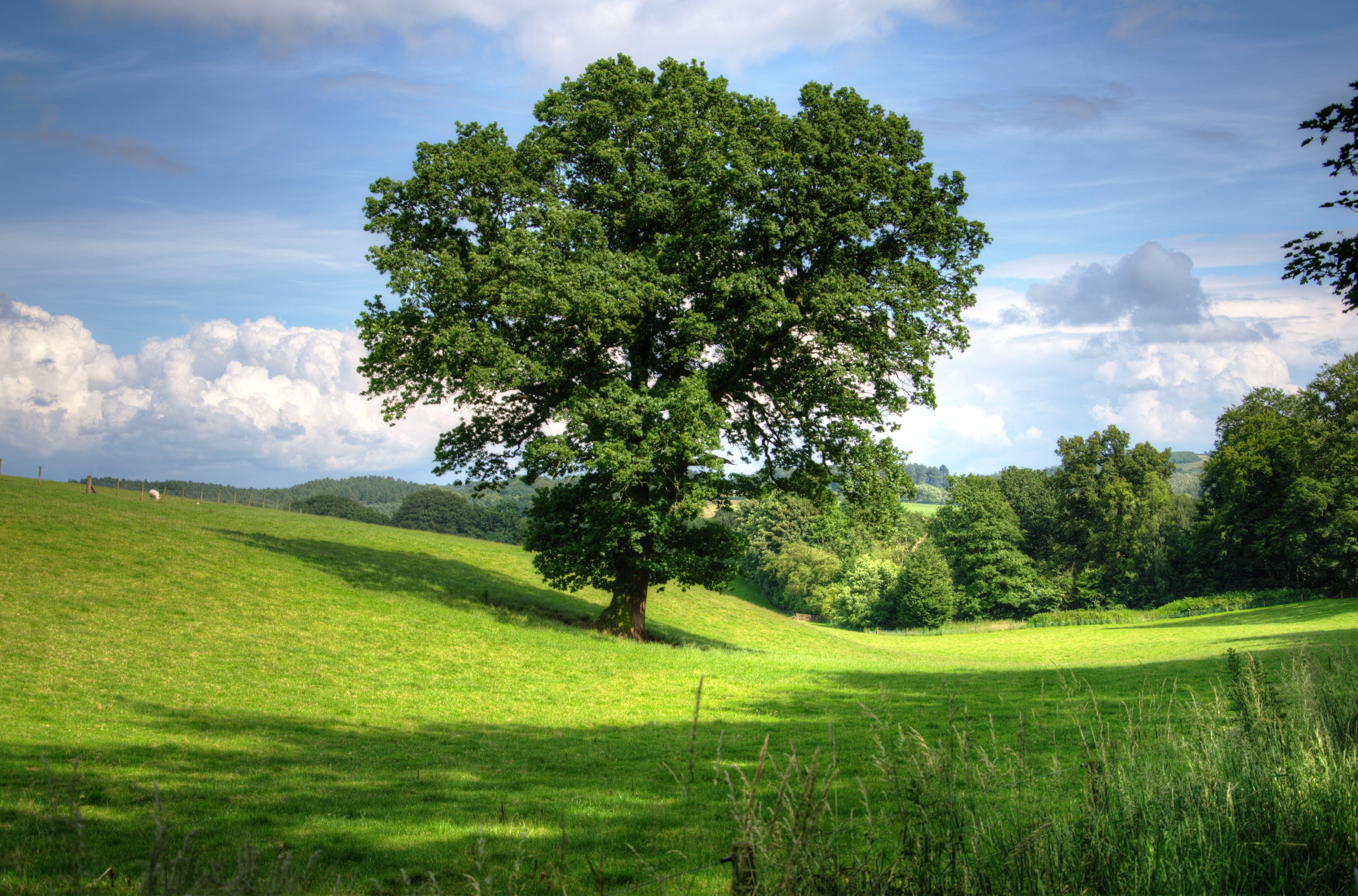 Nature
